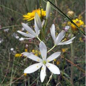 Anthericum liliago - Phalangère à fleurs de Lys