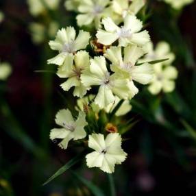 Dianthus knappii - Oeillet des montagnes diraniques