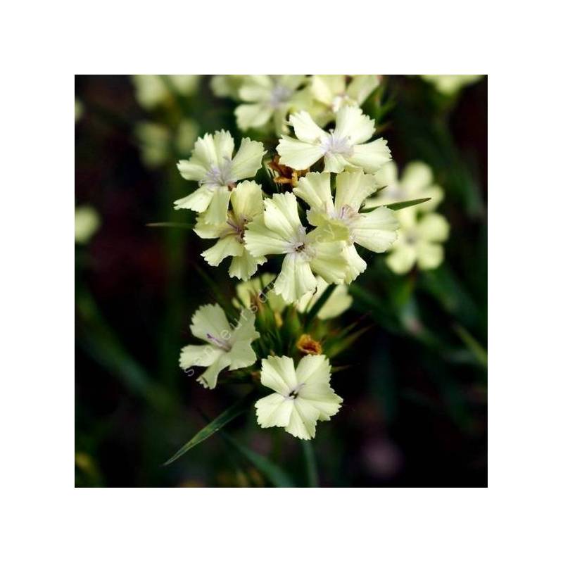 Dianthus knappii - Oeillet des montagnes diraniques