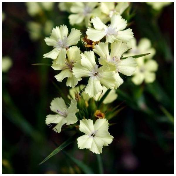 Dianthus knappii - Oeillet des montagnes diraniques