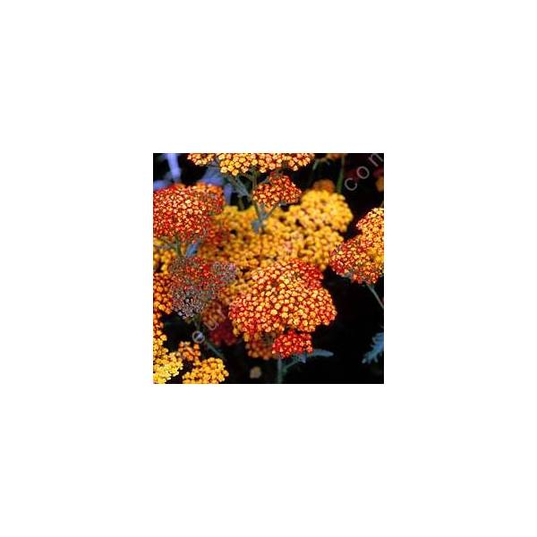 Achillea 'Feuerland' - Achillée Achillea 'Feuerland' - Achillée