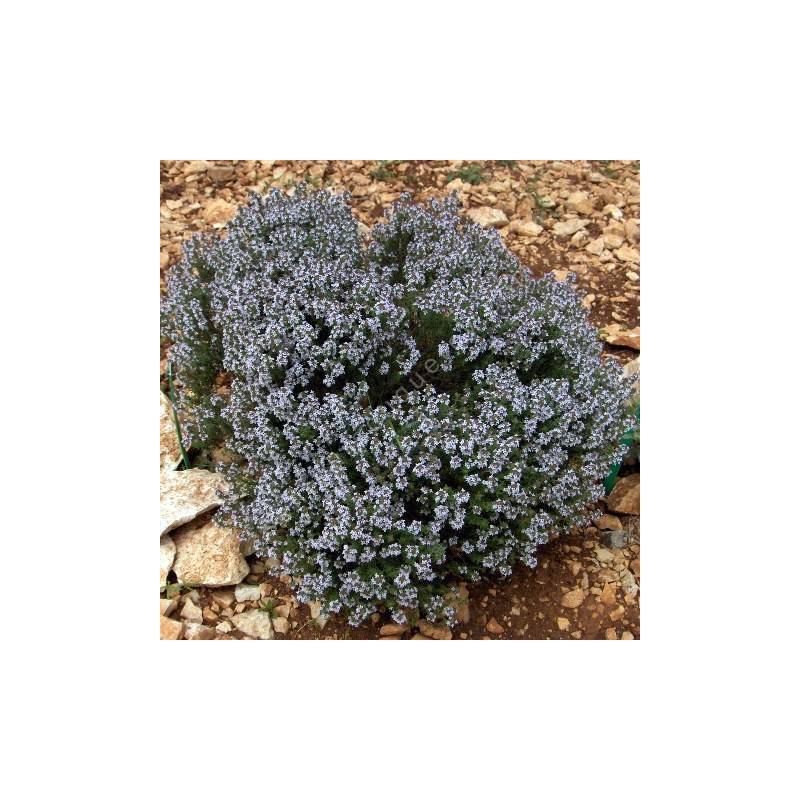 Thymus x faustinoi - Thym compact