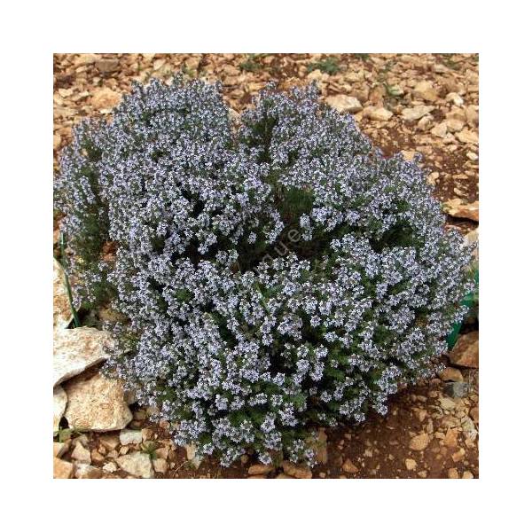 Thymus x faustinoi - Thym compact