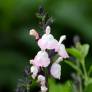 Salvia microphylla 'Anduus' - Sauge arbustive blanche et rose