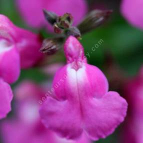 Salvia 'Roselilac' - Sauge arbustive rose