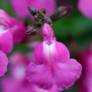 Salvia 'Roselilac' - Sauge arbustive rose