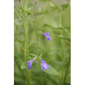 Salvia arizonica - Sauge d'Arizona