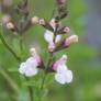 Salvia 'Fiona' - Sauge arbustive rose et blanche