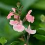 Salvia 'Aphrodite' - Sauge arbustive rose tendre