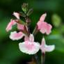 Salvia 'Aphrodite' - Sauge arbustive rose tendre