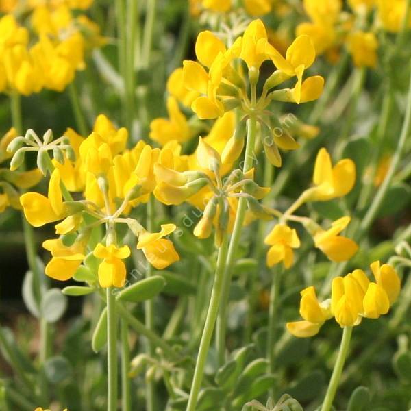 Lotus corniculatus - Lotier coniculé