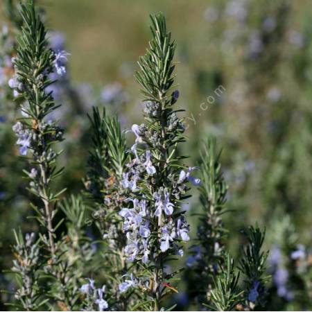 Rosmarinus officinalis 'Barbecue' - Romarin érigé