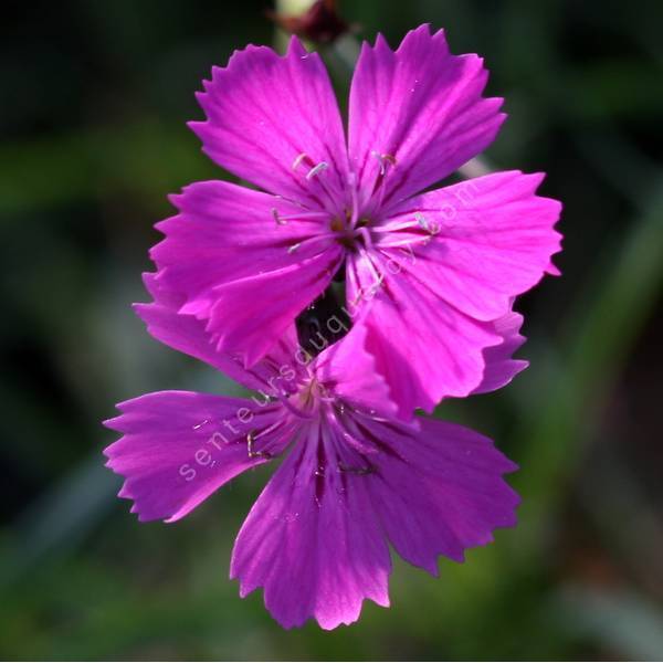 Dianthus carthusianorum - Oeillet des chartreux