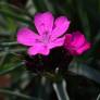 Dianthus carthusianorum - Oeillet des chartreux