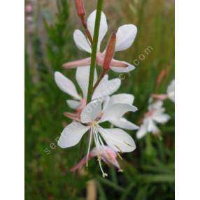 Gaura lindheimeri 'Papillons Tourbillonnants' - Gaura blanc