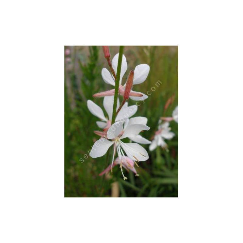 Gaura lindheimeri 'Papillons Tourbillonnants' - Gaura blanc