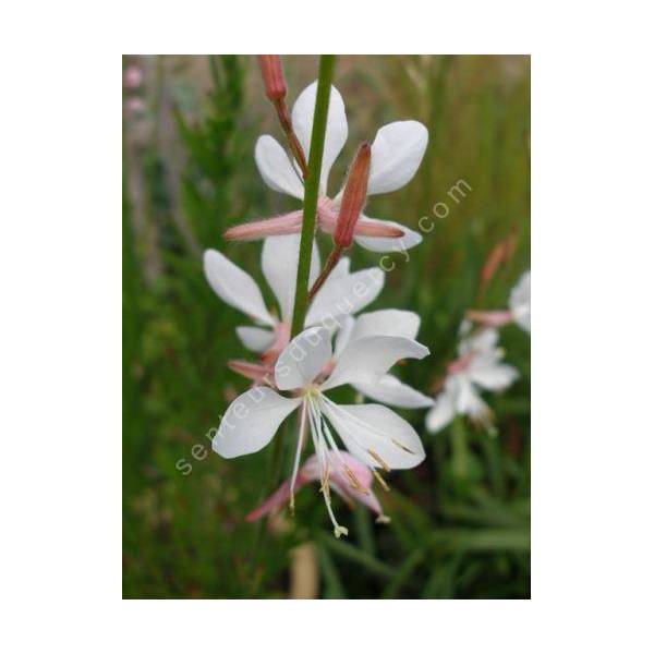 Gaura lindheimeri 'Papillons Tourbillonnants' - Gaura blanc