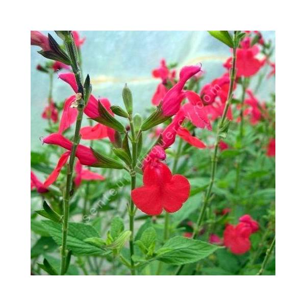 Salvia 'Maraschino' - Sauge de Graham