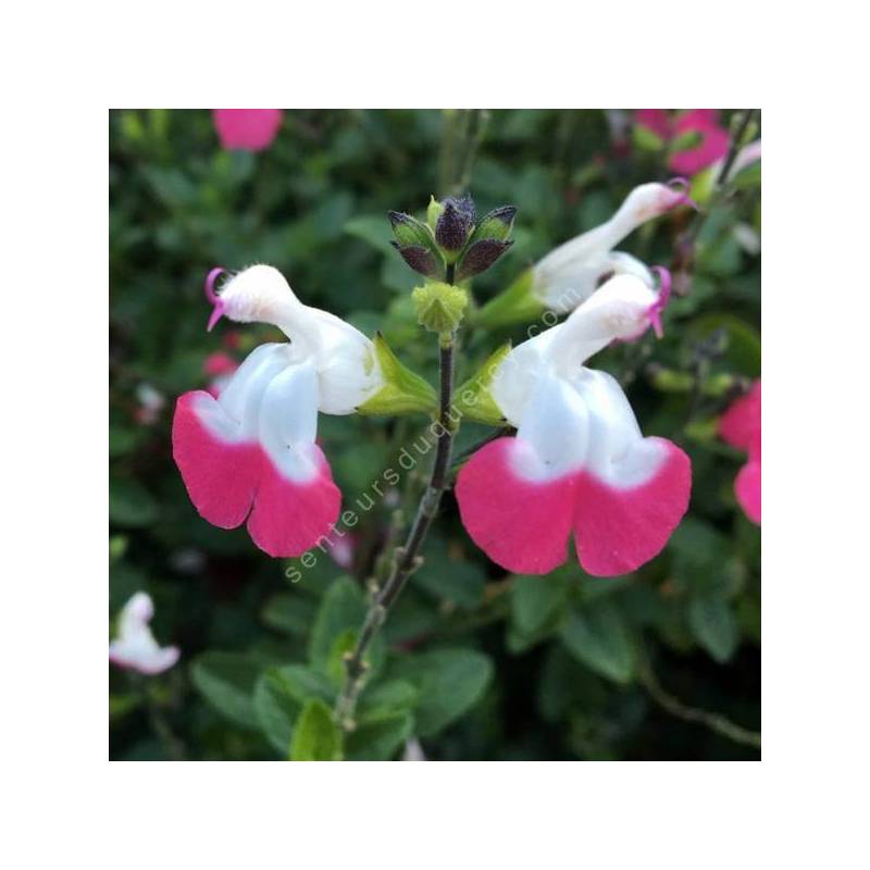 Salvia 'Pink Lips' - Sauge arbustive blanche et rose