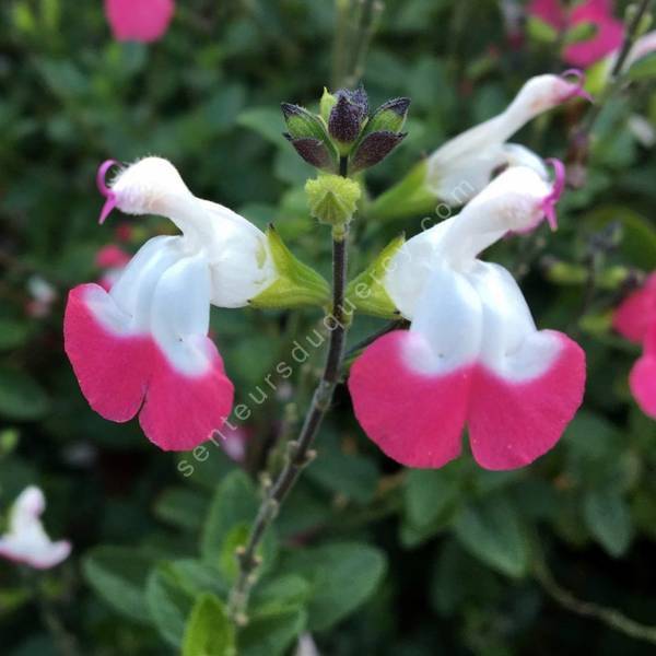 Sauge arbustive à fleur rouge-rose et blanche - Salvia 'Pink Lips'