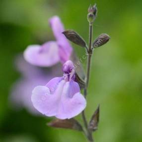 Salvia 'Carolus' - Sauge arbustive bleu mauve