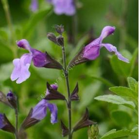 Sauge arbustive vivace à floraison mauve - Salvia 'Carolus'