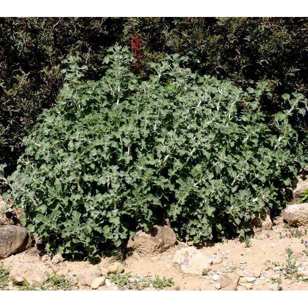 Marrubium vulgare - Marrube blanc Marrubium vulgare - Marrube blanc