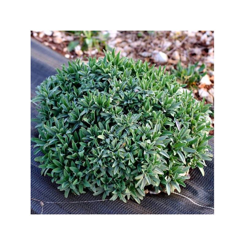 Salvia officinalis 'Extrakta' - Sauge officinale