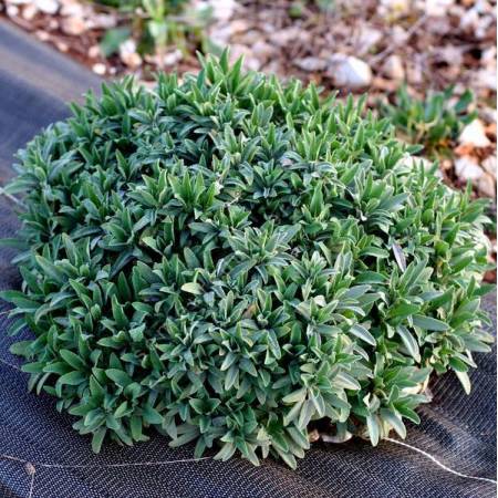 Salvia officinalis 'Extrakta' - Sauge officinale