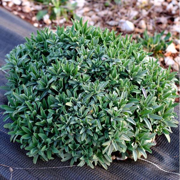 Salvia officinalis 'Extrakta' - Sauge officinale