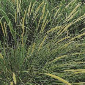 Pennisetum macrourum - Herbe aux écouvillons