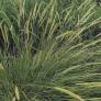 Pennisetum macrourum - Herbe aux écouvillons