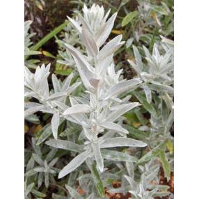 Artemisia ludoviciana 'Silver Queen'