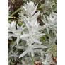 Artemisia ludoviciana 'Silver Queen'