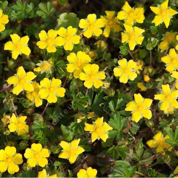 Potentilla verna - Potentille couvre-sol Potentilla verna - Potentille couvre-sol