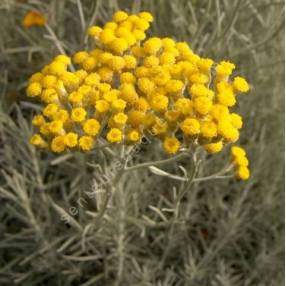 Helichrysum italicum - Immortelle d'Italie