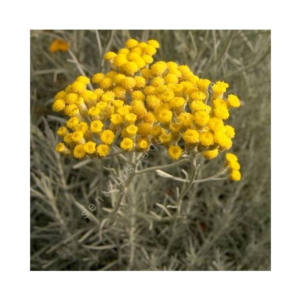 Helichrysum italicum - Immortelle d'Italie