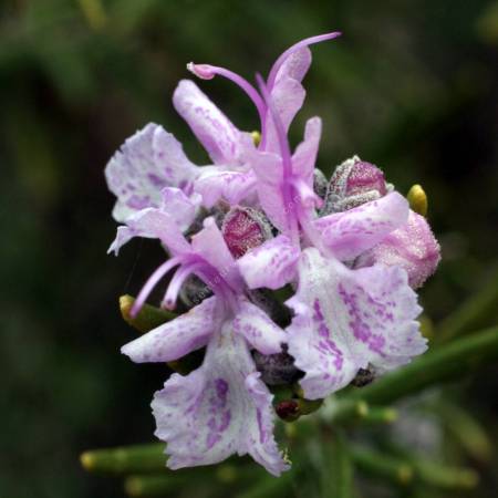 Rosmarinus officinalis 'Vicomte de Noailles' - Romarin rose