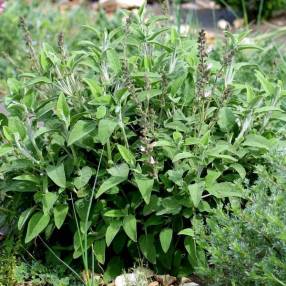 Salvia fruticosa 'Syracuse' - Sauge trilobée de Syracuse