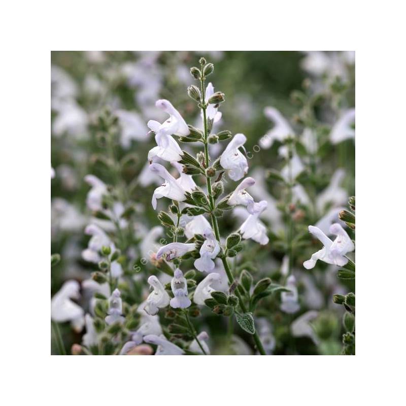 Salvia fruticosa - Sauge trilobée