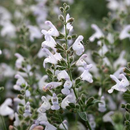 Salvia fruticosa - Sauge trilobée