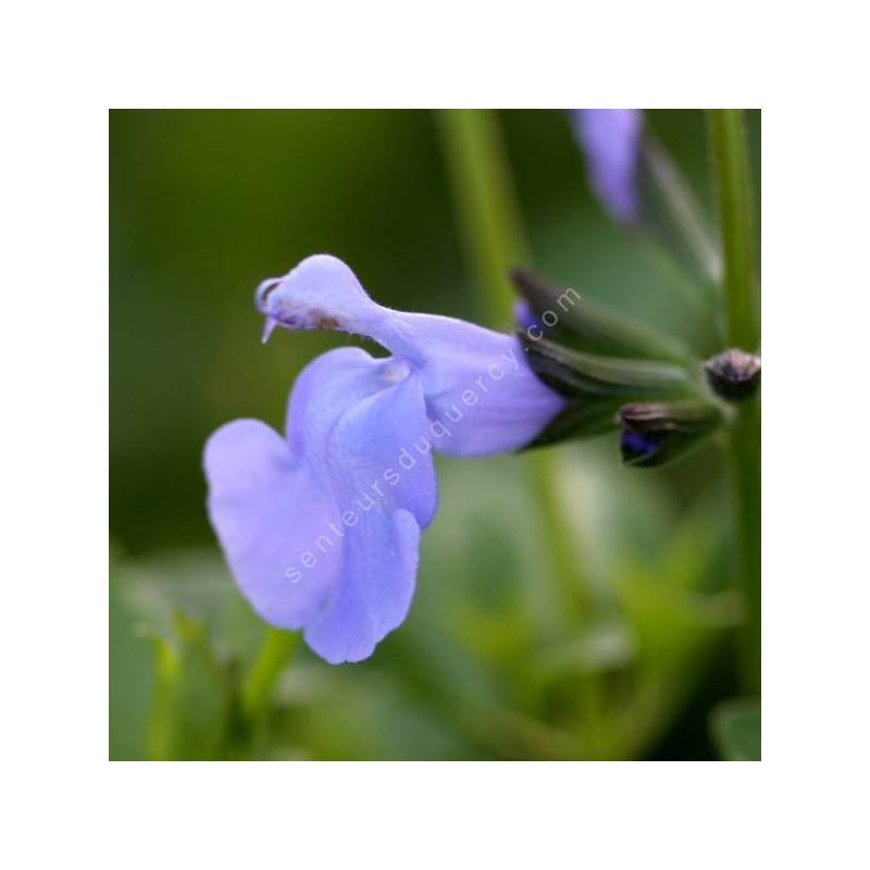 Salvia 'Aquamarine' - Sauge arbustive bleu clair