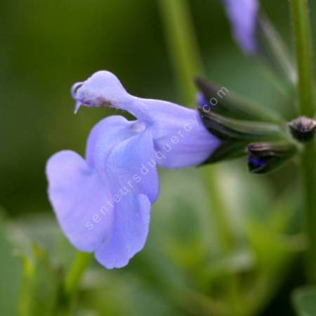 Salvia 'Aquamarine' - Sauge arbustive bleu clair