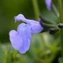 Salvia 'Aquamarine' - Sauge arbustive bleu clair