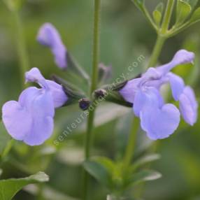 Salvia 'Aquamarine' - Sauge arbustive bleu clair