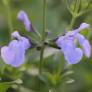 Salvia 'Aquamarine' - Sauge arbustive bleu clair