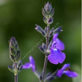 Salvia 'Féline' - Sauge arbustive bleu violet