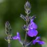 Salvia 'Féline' - Sauge arbustive bleu violet