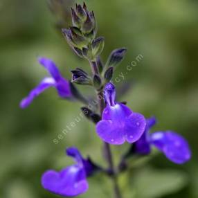 Salvia 'Féline' - Sauge arbustive bleu violet