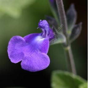 Salvia 'Féline' - Sauge arbustive bleu violet